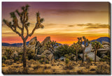 JOSHUA TREE NATIONAL PARK, 30X45 GALLERY WRAPPED CANVAS WALL ART